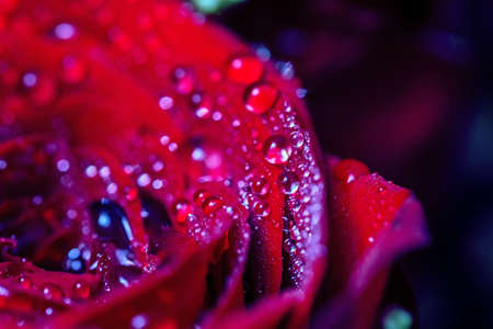 Beauty blooming red rose with water dropsの写真素材