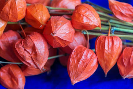 Orange beautiful big autumn flowers of physalis