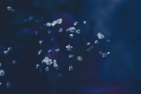 Small white nice flowers in blue twilightの写真素材