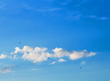Birds are flying high in blue sky with cloudsの写真素材