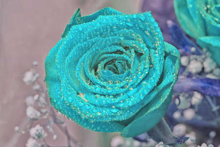 Big blue rose for present and fantasic evenrsの写真素材
