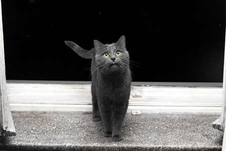 Gray surprised cat with pink tongue on window sill in evening