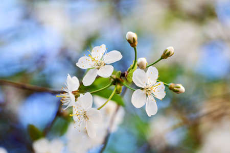 Beautiful big flowers of cherry blossoms on spring day