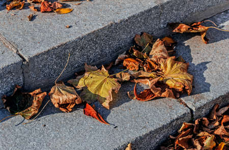 Dry autumn leaves on granite steps of sunny autumn dayの写真素材