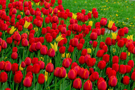 Lots of fresh red tulips on grass on spring dayの写真素材
