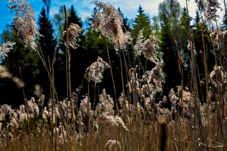 Dry grass in forest on sunny dayの写真素材