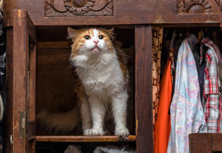Red-white cat in old closet proudly standsの写真素材