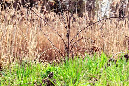 Dry and green grass on spring dayの写真素材