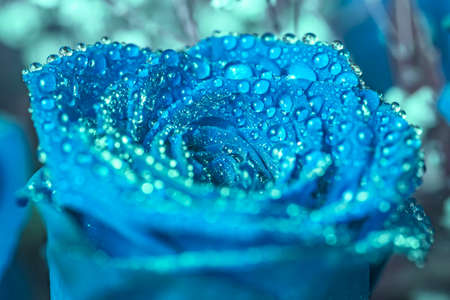 Large blue rose with water drops at duskの写真素材