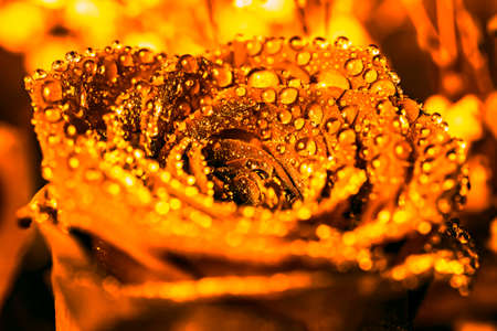 Beautiful large rose gold in drops on petalsの写真素材