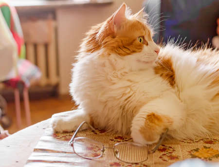 Nice redhead adorable cat and glasses on tableの写真素材