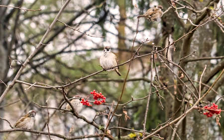 Sparrows on branches of rowan clear autumn day