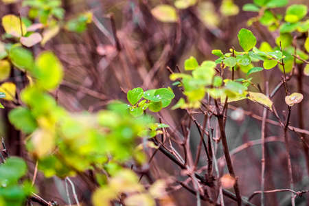 Green leaves on brown branches autumn dayの写真素材