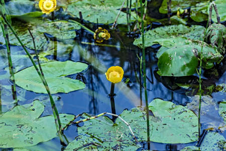 Yellow flowering lilies in water in summerの写真素材