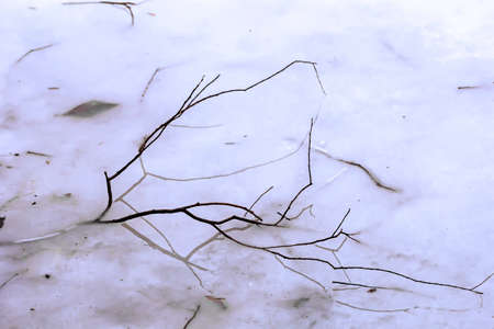 Nice black tree branch in ice winter dayの写真素材