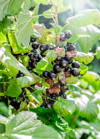 Ripe black currant berries on bush on sunny summer dayの写真素材
