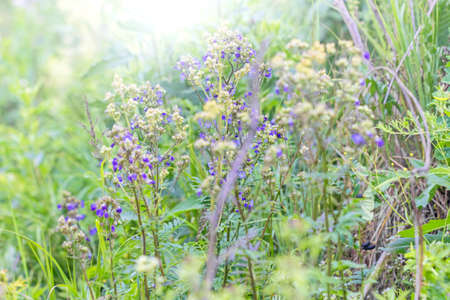 Beautiful wild blue and light flowers in juneの写真素材
