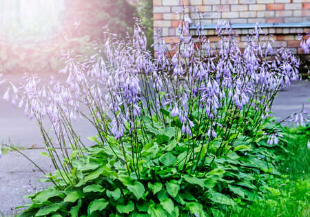 Nice light lilla fresh flowers of hosta in summer gardenの写真素材