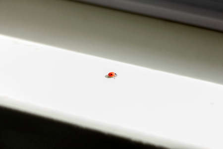 Little pretty red ladybug in light beamの写真素材