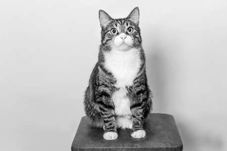 Adult beautiful cat sitting on stool in black and whiteの写真素材