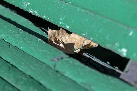 Lone dry maple leaf on slit green benchesの写真素材