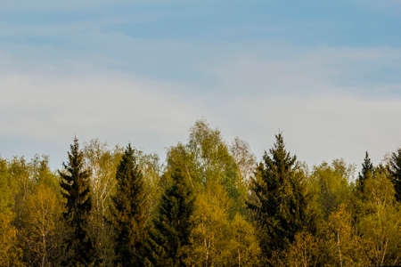 Line of forest trees on blue sky backgroundの写真素材