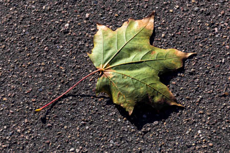 Nice autumn maple leaf on grey asphalt pavementの写真素材