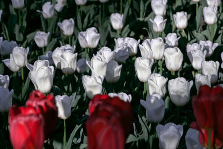 White spring tulips bloomed at sunny spring dayの写真素材