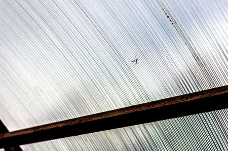 Large mosquito in greenhouse at summer dayの写真素材