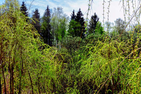 Green willow and other trees at sunny spring dayの写真素材