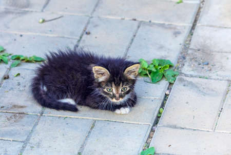 Nice kitten on stones of garden pathの写真素材