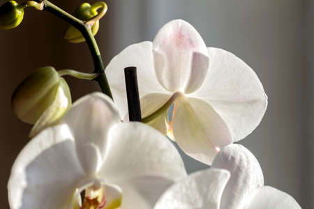 Beauty delicate petals pale pink orchids in sunlight