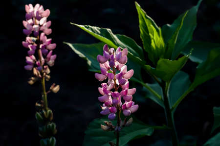 Beauty pink and lilla lupine in last rays at summer eveningの写真素材