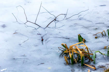 Nice tree branch in ice cloudy winter day, in frozen water