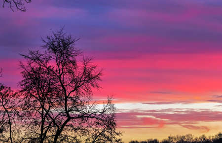 Silhouette of tree on autumn dawn, with sky purpleの写真素材