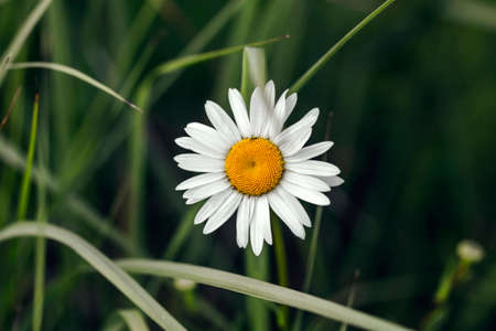 Chamomile portrait on background of dark green summer grassの写真素材