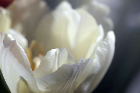 Large white blooming tulip in rays of lightの写真素材