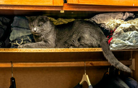 Nice adult grey cat on shelf in wardrobeの写真素材