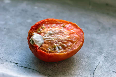 Half of ripe tomato with mold on grey backgruondの写真素材