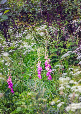 Mauve flowers in summer forest on cloudy dayの写真素材