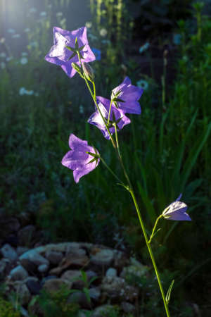 Nice blue garden campanula flowers bell in sunsetの写真素材