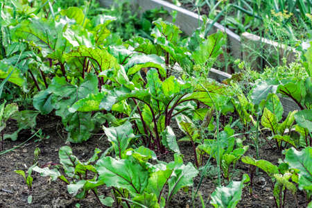 Juicy green beetroot in garden on summer afternoonの写真素材