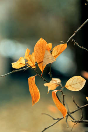Nice yellow autumn leaves on branch at cloudy dayの写真素材