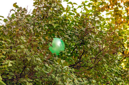 Green balloon in branches of tree on summer dayの写真素材
