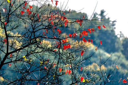 Beauty red leaves on autumn tree at clear dayの写真素材