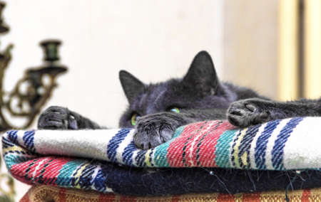 Paws and ears grey cat on blanketの写真素材