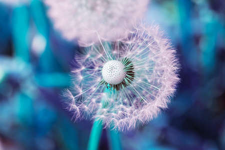 Big nice white dandelion scatters in pink and blue tonesの写真素材