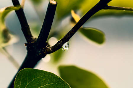 Beauty water drop on tree branch at cloudy dayの写真素材