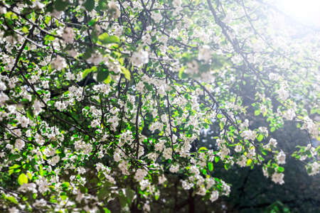 Nice flowering branches of apple trees in sunlightの写真素材