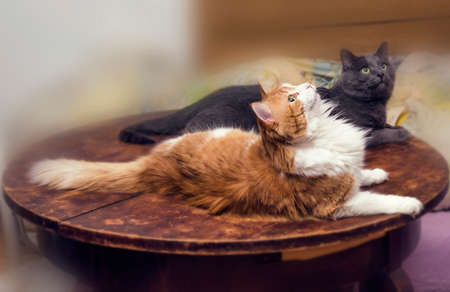 Two nice domestic cats on the table, red and greyの写真素材